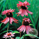 Echinacea p. 'Double-Decker' GM P9