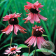 Echinacea p. 'Double-Decker' GM P9