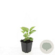 Echinacea p. 'Magnus' GM P9