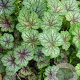 Heuchera a. 'Dale' GM P9