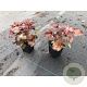 Heuchera m. 'Palace Purple' GM P9