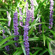 Liriope muscari GM P9