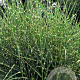 Miscanthus sin. 'Strictus' GM P9