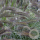 Pennisetum alopecuroides viridesc. GM P9