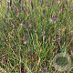 Pennisetum alopecuroides viridesc. GM P9