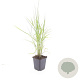 Phragmites australis GM P9