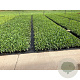 Rudbeckia f. 'Goldschirm' GM P9