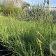 Sesleria autumnalis GM P9