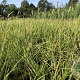 Sesleria autumnalis GM P9