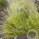 Sesleria autumnalis GM P9