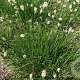 Sesleria heufleriana GM P9