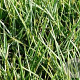 Sesleria heufleriana GM P9