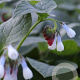 Symphytum grand. 'Wisley Blue' GM P9