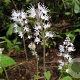 Tiarella cordifolia GM P9