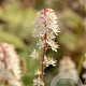 Tiarella wherryi GM P9