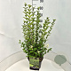 Ligustrum ovalifolium 60-80 cm 10L