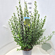 Ligustrum vulg. 'Atrovirens' 70-90 cm 10L
