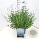 Perovskia 'Blue Spire' 40-50 cm 10L