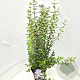 Philadelphus 'Lemoinei' 80-100 cm 10L