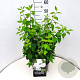 Philadelphus 'Virginal' 80-100 cm 10L