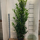 Prunus l. 'Caucasica' 150-175 cm 15L