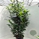 Prunus l. Elly 150-175 cm 15L
