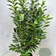 Prunus l. 'Novita' 120-140 cm 10L