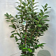 Prunus l. 'Novita' 120-140 cm 10L