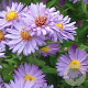 Aster 'Barbados' GM P9