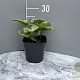 Brunnera macr. 'Jack Frost' GM 2,0L