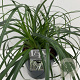 Carex Ribbon Falls 45-50 cm 5,0L vierkant