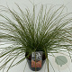 Carex testacea 'Prairie Fire' 45-50 cm 5,0L vierkant