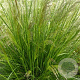 Deschampsia cesp. 'Pixie Fountain' GM P9