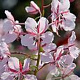 Epilobium ang. 'Stahl Rose' GM P9