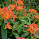 Euphorbia griffithii 'Fireglow' GM P9