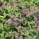 Eupatorium mac. 'Phantom' GM P9