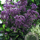 Eupatorium mac. 'Phantom' GM P9