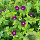 Geranium n. 'Tony's Talisman' GM P9