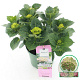 Hydrangea m. Magical Jewel 25-30 cm 3,5L blauw