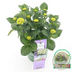 Hydrangea m. Magical Jewel 25-30 cm 3,5L blauw