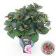 Hydrangea m. 'Tiffany' 25-30 cm 3,5L rose