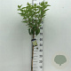 Hydrangea pan. Skyfall 60 cm stam 5,0L