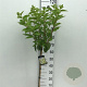 Hydrangea pan. Skyfall 60 cm stam 5,0L