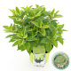 Hydrangea pan. Whitelight 35-45 cm 5,0L