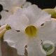 Incarvillea del. 'Snowtop' GM P9