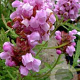 Prunella grand. 'Altenberg Rosa' GM P9