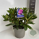 Rhododendron (Y) 'Bohlken's L.berg' 30-40 cm 5,0L