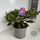 Rhododendron (Y) 'Blurettia' 30-40 cm 5,0L