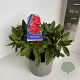 Rhododendron (Y) 'Bohl Roter Stern' 30-40 cm 5,0L