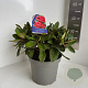 Rhododendron (Y) 'Bohl Roter Stern' 30-40 cm 5,0L